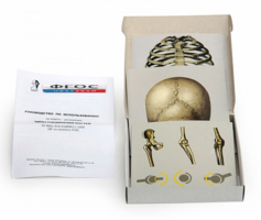 Модель-аппликация "Типы соединения костей" (набор из 7 карт) - fgospostavki.ru - Рязань