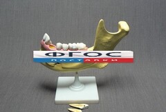 Модель "Челюсть разборная" - fgospostavki.ru - Рязань