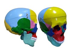 Модель "Череп" (с раскрашенными костями) - fgospostavki.ru - Рязань