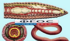 Модель барельефная "Внутреннее строение дождевого червя" - fgospostavki.ru - Рязань