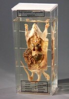 Влажный препарат "Внутреннее строение крысы" - fgospostavki.ru - Рязань