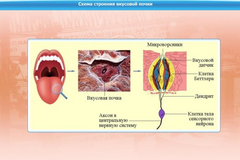 Интерактивные курсы. Биология 10 класс. Расширенный. - fgospostavki.ru - Рязань