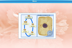 Интерактивные курсы. Биология 6 класс. Базовый - fgospostavki.ru - Рязань
