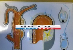 Модель барельефная "Внутреннее строение гидры" - fgospostavki.ru - Рязань