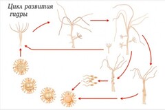 Модель-аппликация Строение и цикл развития гидры - fgospostavki.ru - Рязань
