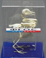 Скелет голубя - fgospostavki.ru - Рязань