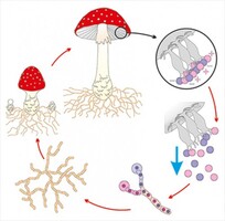 Модель-аппликация Размножение шляпочного гриба - fgospostavki.ru - Рязань