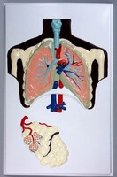 Модель барельефная "Строение легких" - fgospostavki.ru - Рязань