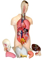 Торс человека разборный (42 см.) - fgospostavki.ru - Рязань