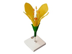 Модель цветка капусты - fgospostavki.ru - Рязань