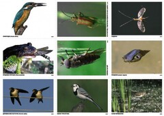 Комплект таблиц Природные зоны России. Сообщества (комплект 18 таблиц) - fgospostavki.ru - Рязань