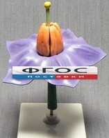 Модель "Цветок картофеля" - fgospostavki.ru - Рязань