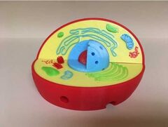 Модель растительной клетки - fgospostavki.ru - Рязань