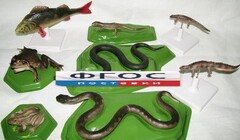 Комплект моделей "Позвоночные животные" (8 штук) - fgospostavki.ru - Рязань