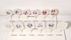 Модель "Митоз и мейоз клетки" - fgospostavki.ru - Рязань