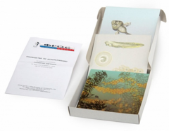 Модель-аппликация "Развитие лягушки" (набор из 10 карт) - fgospostavki.ru - Рязань