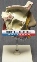 Модель "Разрез носоглотки" - fgospostavki.ru - Рязань