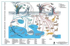 Комплект таблиц "Эволюция движений позвоночных животных" - fgospostavki.ru - Рязань