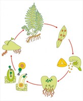 Модель-аппликация Размножение папоротника - fgospostavki.ru - Рязань