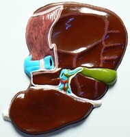 Модель барельефная "Печень" (висцеральная поверхность) - fgospostavki.ru - Рязань