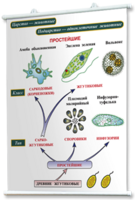Плакаты по биологии для оформления кабинета. - fgospostavki.ru - Рязань
