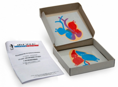 Модель-аппликация "Этапы эволюции сердца у позвоночных" (набор из 4 карт) - fgospostavki.ru - Рязань