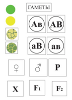Модель-аппликация Дигибридное скрещивание и его цитологические основы - fgospostavki.ru - Рязань