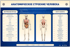 Электрифицированный стенд-тренажер c макетом скелета "Анатомическое строение человека" - fgospostavki.ru - Рязань