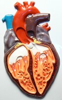 Модель барельефная "Строение сердца человека" - fgospostavki.ru - Рязань
