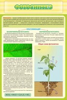 Стенд "Фотосинтез" - fgospostavki.ru - Рязань