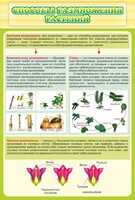 Стенд "Способы размножения растений" - fgospostavki.ru - Рязань