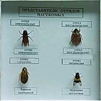 Коллекция энтомологическая "Представители отряда насекомых" - fgospostavki.ru - Рязань