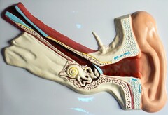 Модель барельефная "Ухо человека" (часть 1) - fgospostavki.ru - Рязань