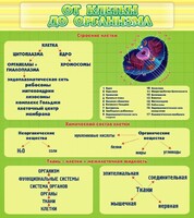 Стенд "От клетки до организма" - fgospostavki.ru - Рязань