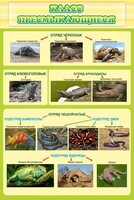 Стенд "Класс пресмыкающиеся" - fgospostavki.ru - Рязань