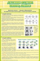 Стенд "Деление клеток митоз, мейоз" - fgospostavki.ru - Рязань