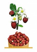 Комплект карточек "Запоминай, играй, считай" - Ягоды - fgospostavki.ru - Рязань