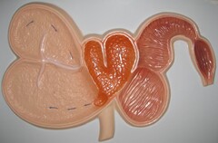 Модель барельефная "Желудок жвачного животного" - fgospostavki.ru - Рязань