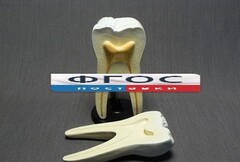 Модель "Строение зуба" - fgospostavki.ru - Рязань