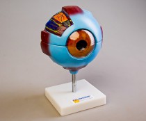 Модели - fgospostavki.ru - Рязань