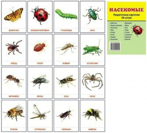 Раздаточные карточки "Насекомые" - fgospostavki.ru - Рязань