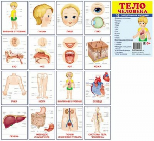 Раздаточные карточки "Тело человека" - fgospostavki.ru - Рязань