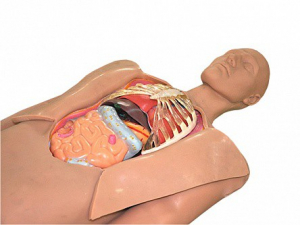 Муляж оперируемого пациента с экскурсией в грудную клетку и маской наркоза - fgospostavki.ru - Рязань