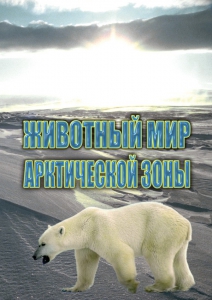 DVD "Животный мир Арктической зоны" - fgospostavki.ru - Рязань