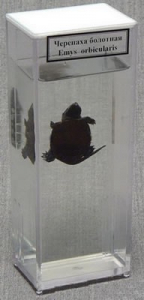 Влажный препарат "Черепаха болотная" - fgospostavki.ru - Рязань