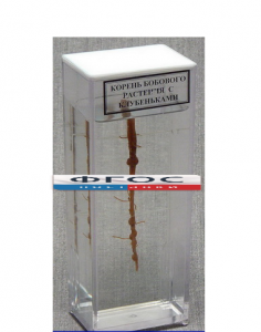 Влажный препарат "Корень бобового растения с клубеньками" - fgospostavki.ru - Рязань