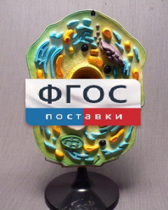 Модель "Клетка растения" - fgospostavki.ru - Рязань
