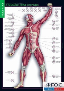 Комплект таблиц. Биология. Строение тела человека. - fgospostavki.ru - Рязань