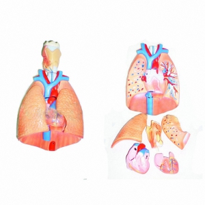 Модель "Система органов дыхания" - fgospostavki.ru - Рязань