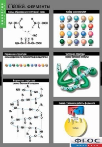Комплект таблиц. Биология. Химия клетки. - fgospostavki.ru - Рязань